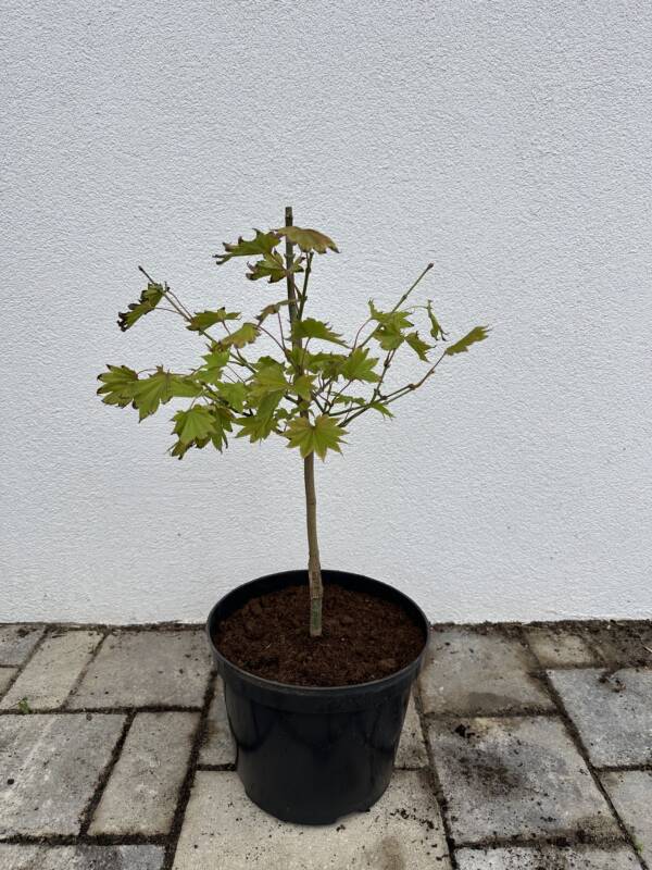 Acer shirasawanum ‘Aureum’