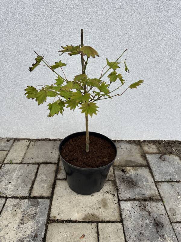 Acer shirasawanum ‘Aureum’ - Image 2
