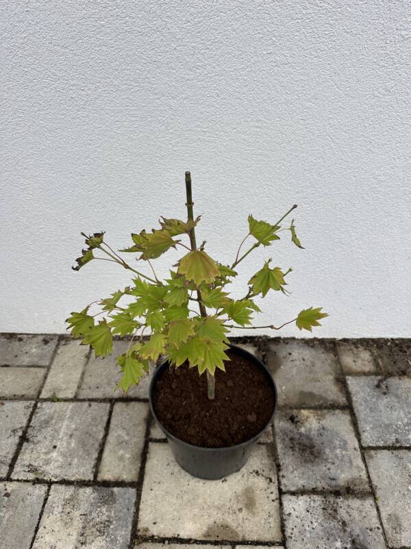 Acer shirasawanum ‘Aureum’ - Image 3