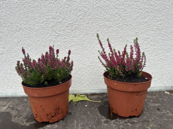 Csarab - Calluna vulgaris 'Beauty Ladies'