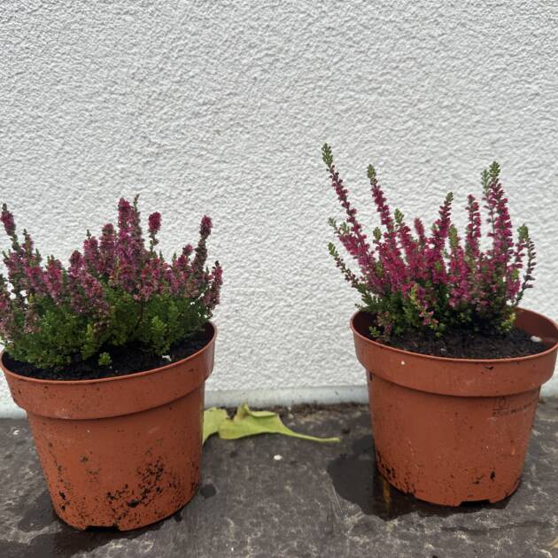 Csarab - Calluna vulgaris 'Beauty Ladies'