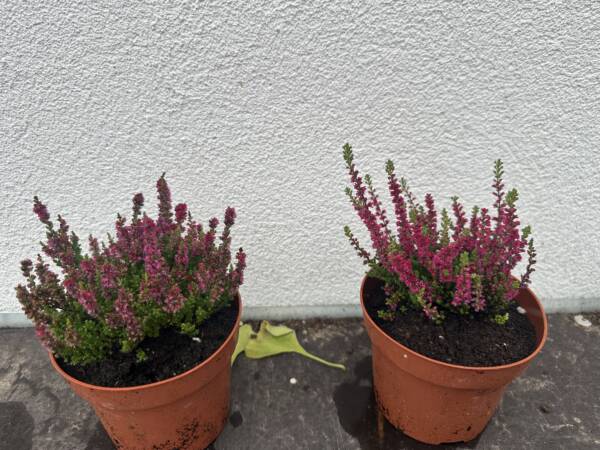 Csarab - Calluna vulgaris 'Beauty Ladies' - Image 2