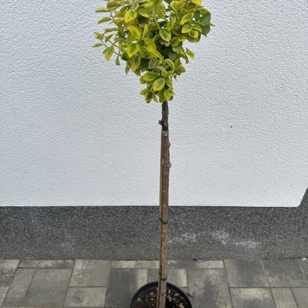 Sárgatarka japán kecskerágó - Euonymus japonicus ‘Aurea’ (törzses)