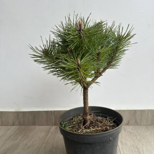 Törpe gömb feketefenyő - Pinus nigra 'Brepo'