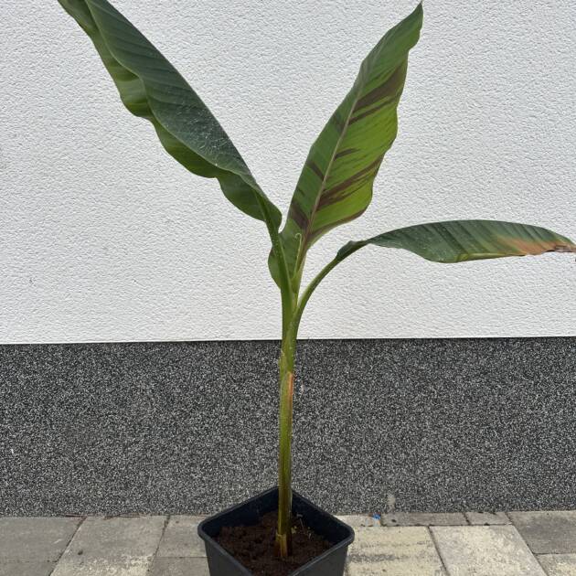 Fagytűrő banán - Musa sikkimensis 'Ever Red'