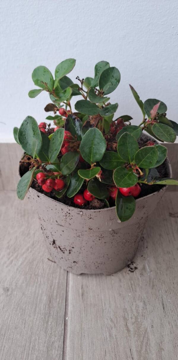 Kúszó fajdbogyó - Gaultheria procumbens 'Big Berry' - Image 2