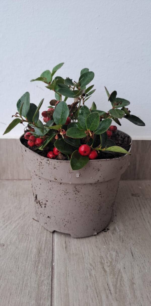 Kúszó fajdbogyó - Gaultheria procumbens 'Big Berry'