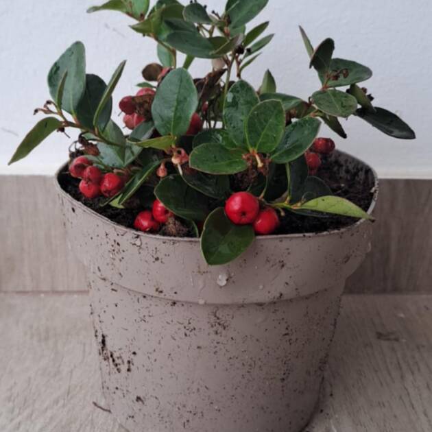 Kúszó fajdbogyó - Gaultheria procumbens 'Big Berry'