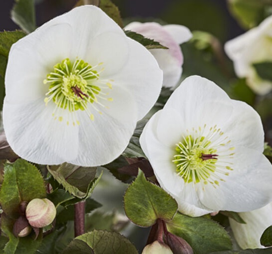 HGC Ice N' Roses 'Bianco'