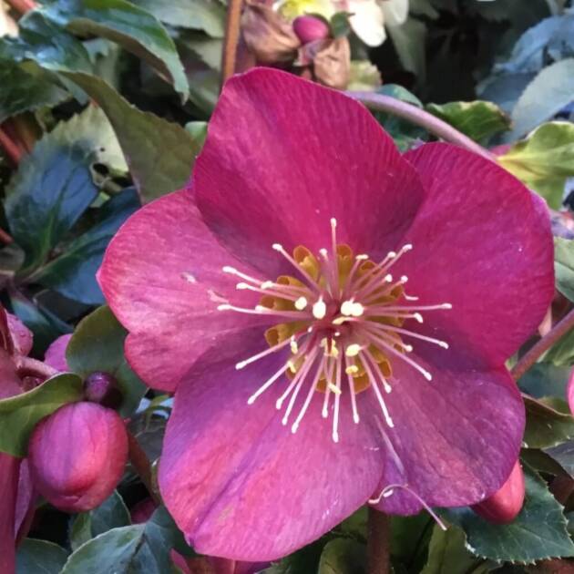 HGC Ice N' Roses 'Early Red'