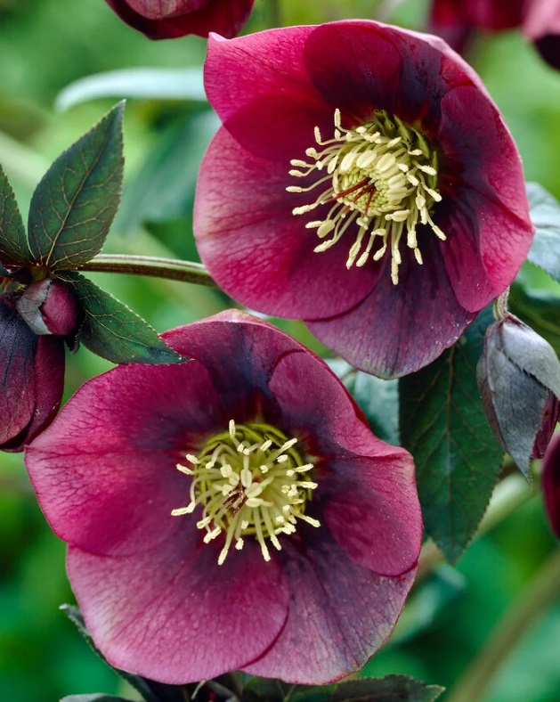 HGC Ice N' Roses 'Red'