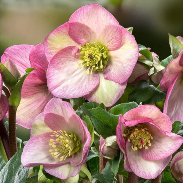 HGC Ice N' Roses 'Rosetta'