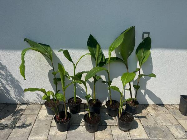 Kána - Canna 'Talisman'