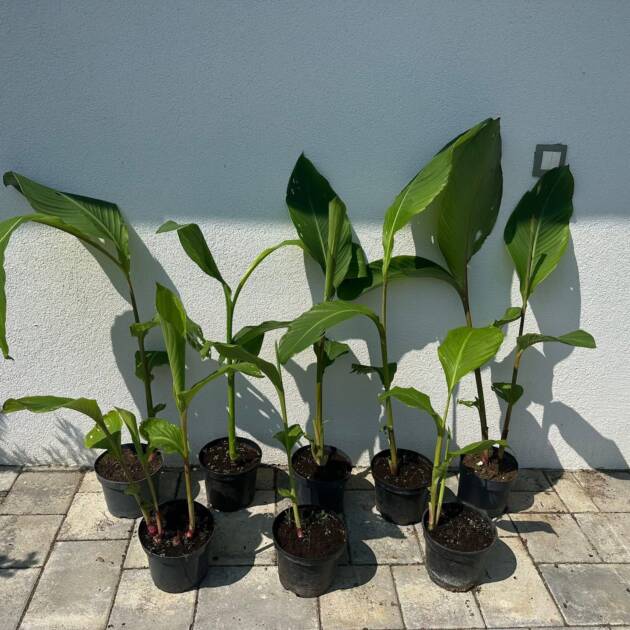 Kána - Canna 'Talisman'