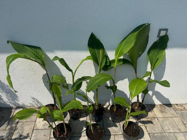 Kána - Canna 'Talisman' - Image 2
