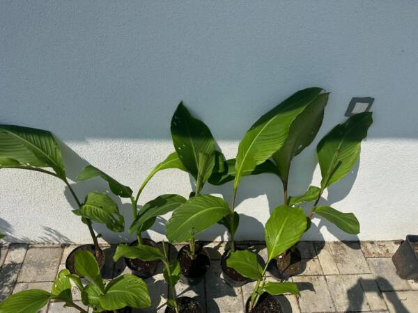 Kána - Canna 'Talisman' - Image 3