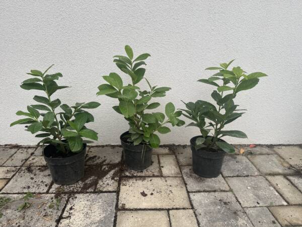 Babérmeggy - Prunus laurocerasus 'Novita'