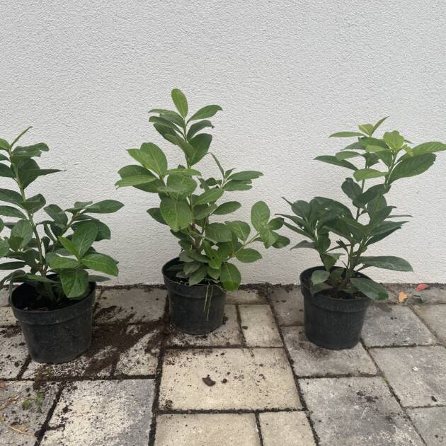 Babérmeggy - Prunus laurocerasus 'Novita'