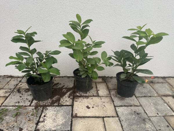 Babérmeggy - Prunus laurocerasus 'Novita' - Image 4