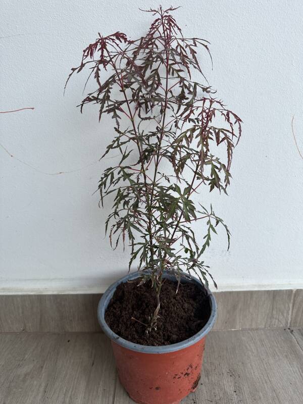 Acer palmatum 'Royal Garnet'