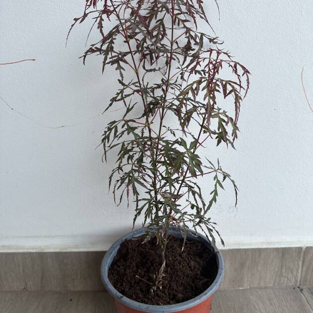 Acer palmatum 'Royal Garnet'