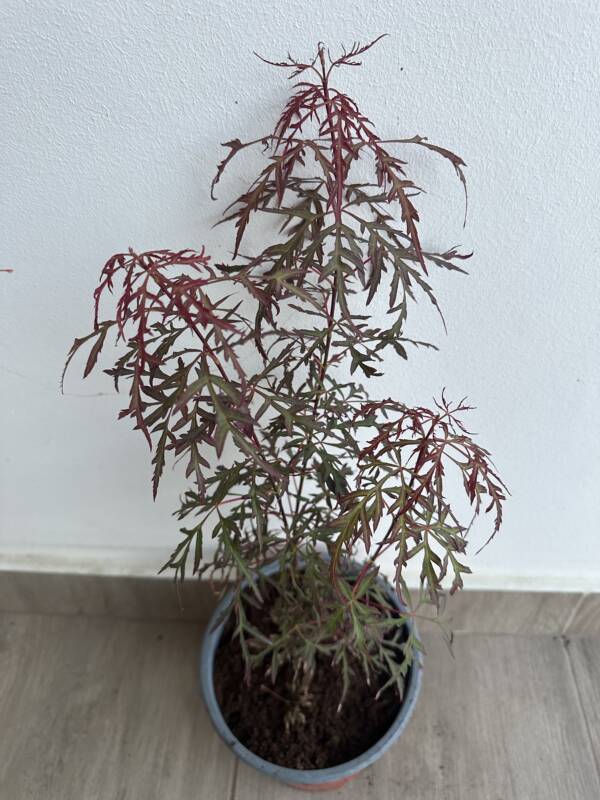 Acer palmatum 'Royal Garnet' - Image 2