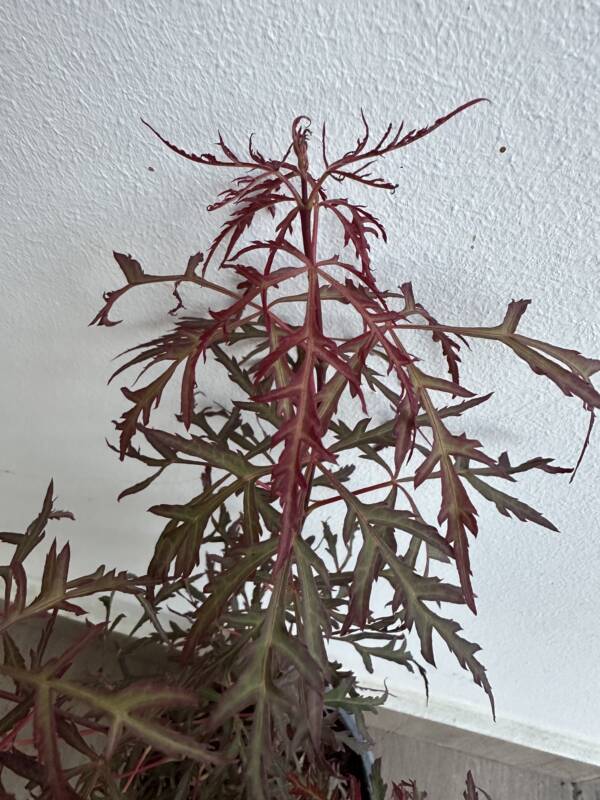 Acer palmatum 'Royal Garnet' - Image 3