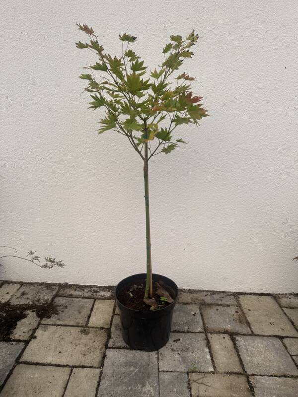 Acer shirasawanum ‘Moonrise’ (törzses)
