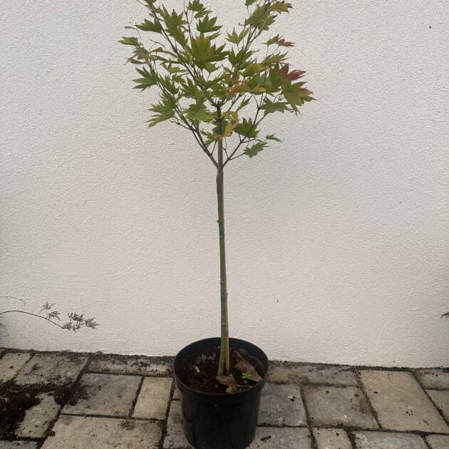 Acer shirasawanum ‘Moonrise’ (törzses)