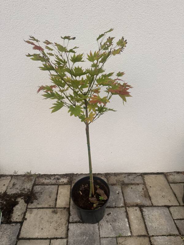 Acer shirasawanum ‘Moonrise’ (törzses) - Image 2