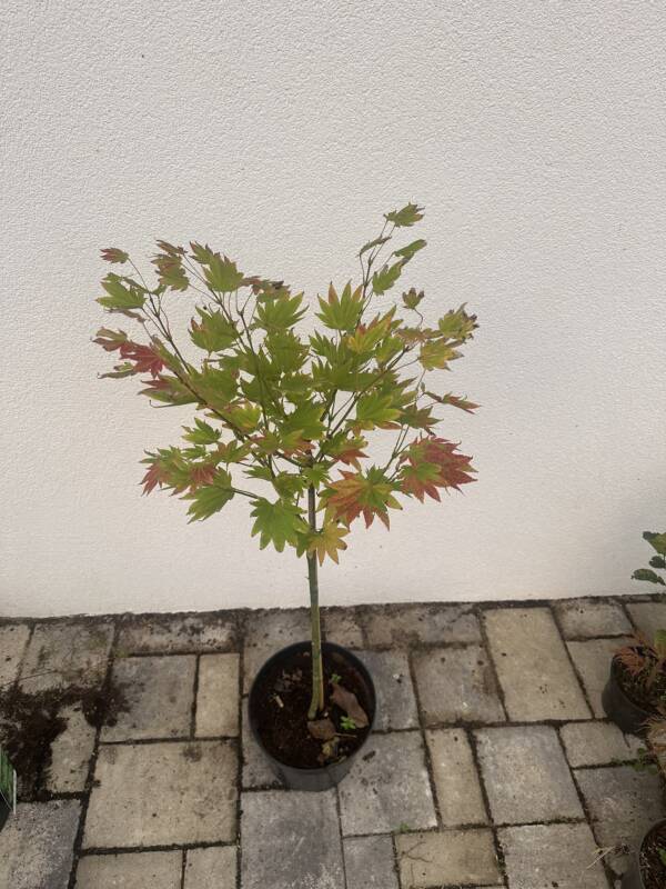 Acer shirasawanum ‘Moonrise’ (törzses) - Image 3