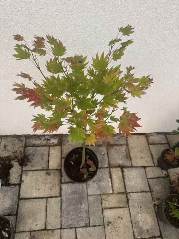 Acer shirasawanum ‘Moonrise’ (törzses) - Image 4