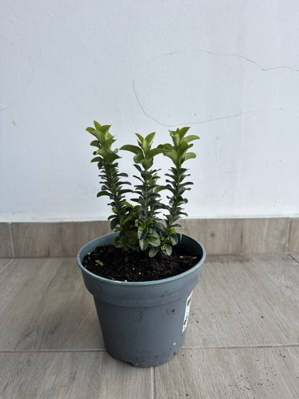 Oszlopos japán kecskerágó - Euonymus japonicus 'Benkomasaki'