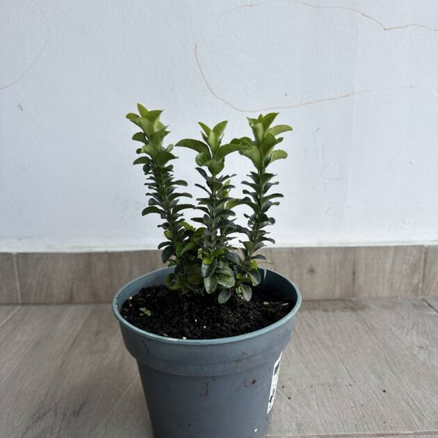 Oszlopos japán kecskerágó - Euonymus japonicus 'Benkomasaki'