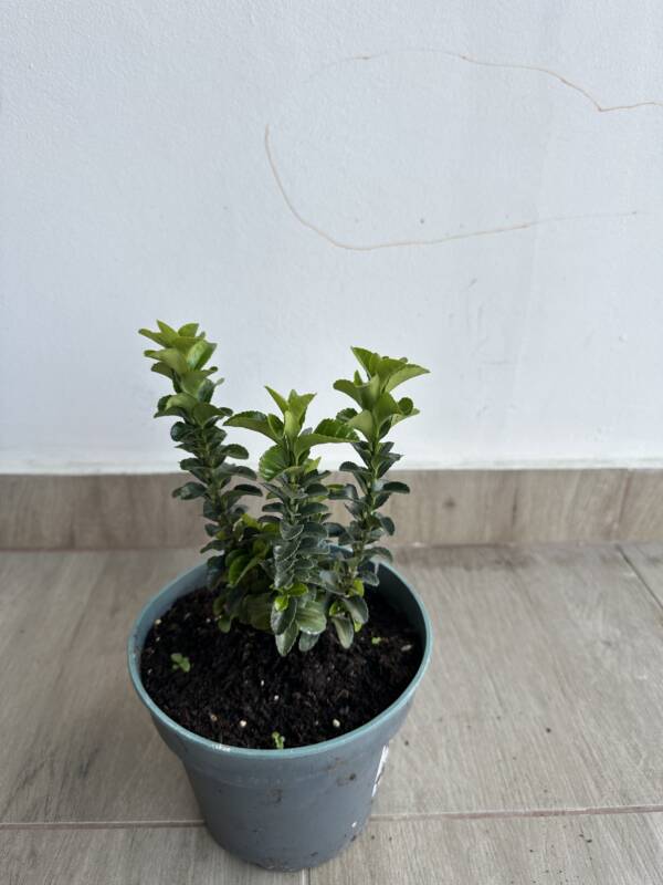 Oszlopos japán kecskerágó - Euonymus japonicus 'Benkomasaki' - Image 2
