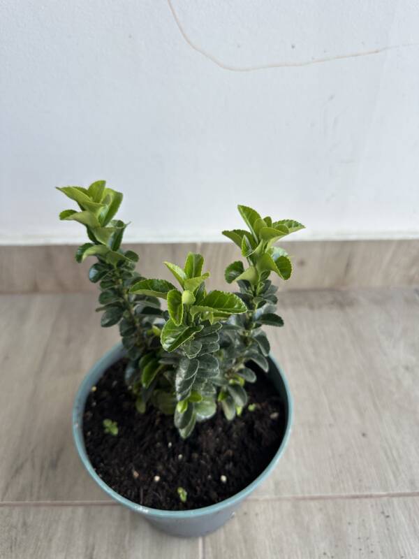 Oszlopos japán kecskerágó - Euonymus japonicus 'Benkomasaki' - Image 3