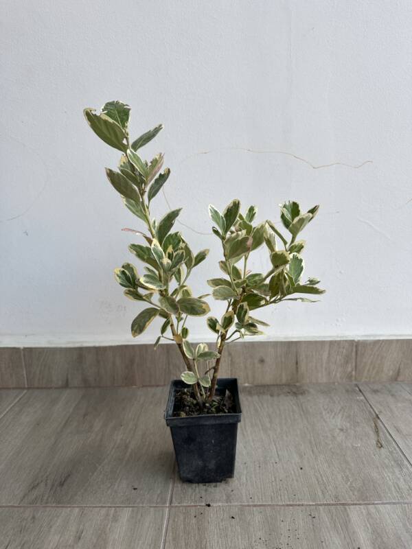 Japán kecskerágó - Euonymus japonicus 'Bravo'