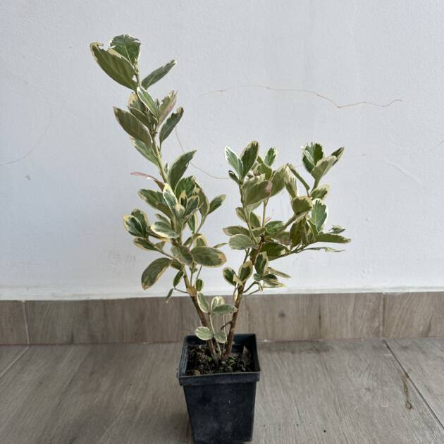 Japán kecskerágó - Euonymus japonicus 'Bravo'