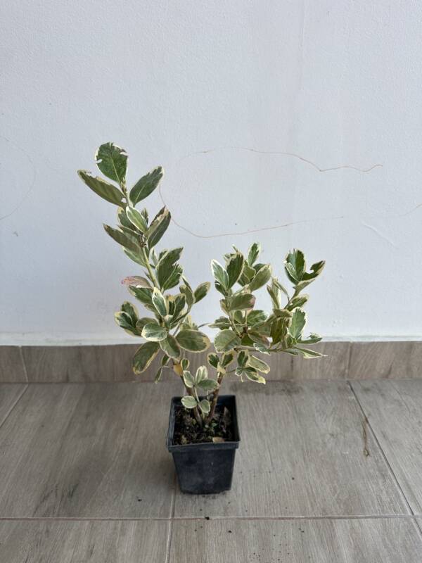 Japán kecskerágó - Euonymus japonicus 'Bravo' - Image 2