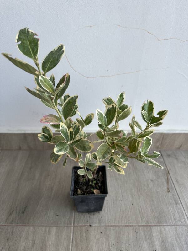 Japán kecskerágó - Euonymus japonicus 'Bravo' - Image 3