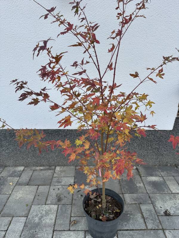 Acer palmatum 'Oranges and Lemons' - Image 2