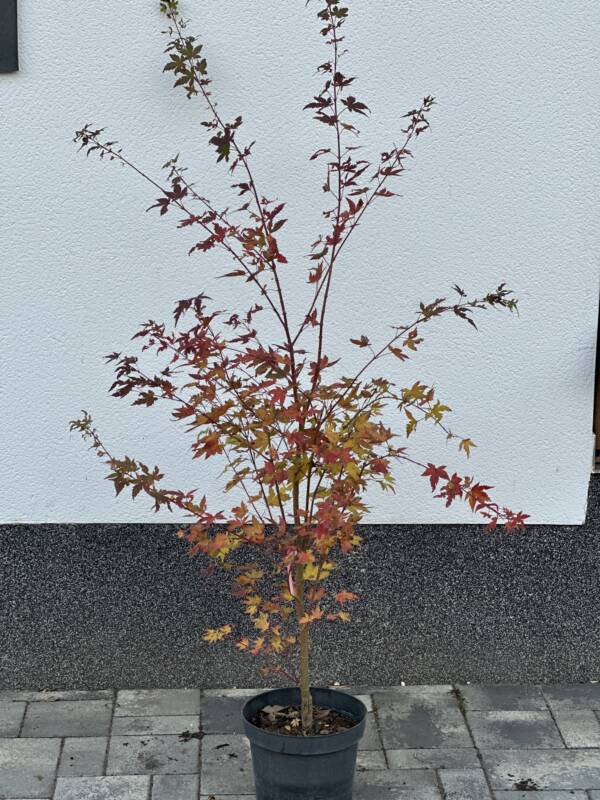 Acer palmatum 'Oranges and Lemons'