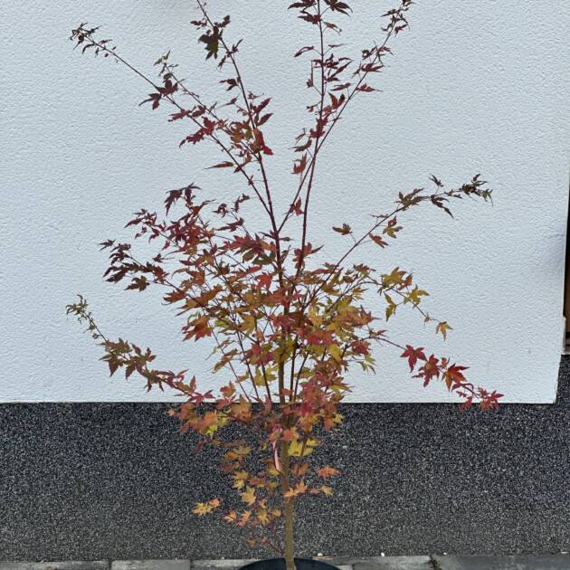 Acer palmatum 'Oranges and Lemons'