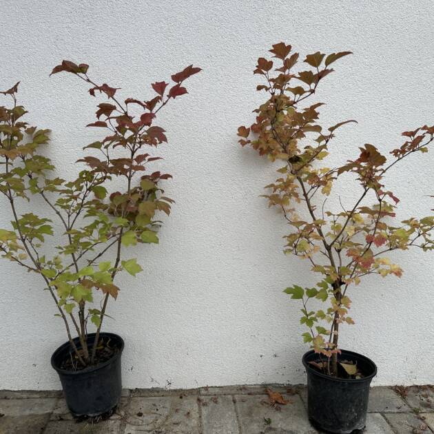 Kányabangita - Viburnum opulus