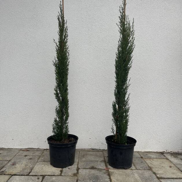 Európai ciprus - Cupressus sempervirens 'Totem'