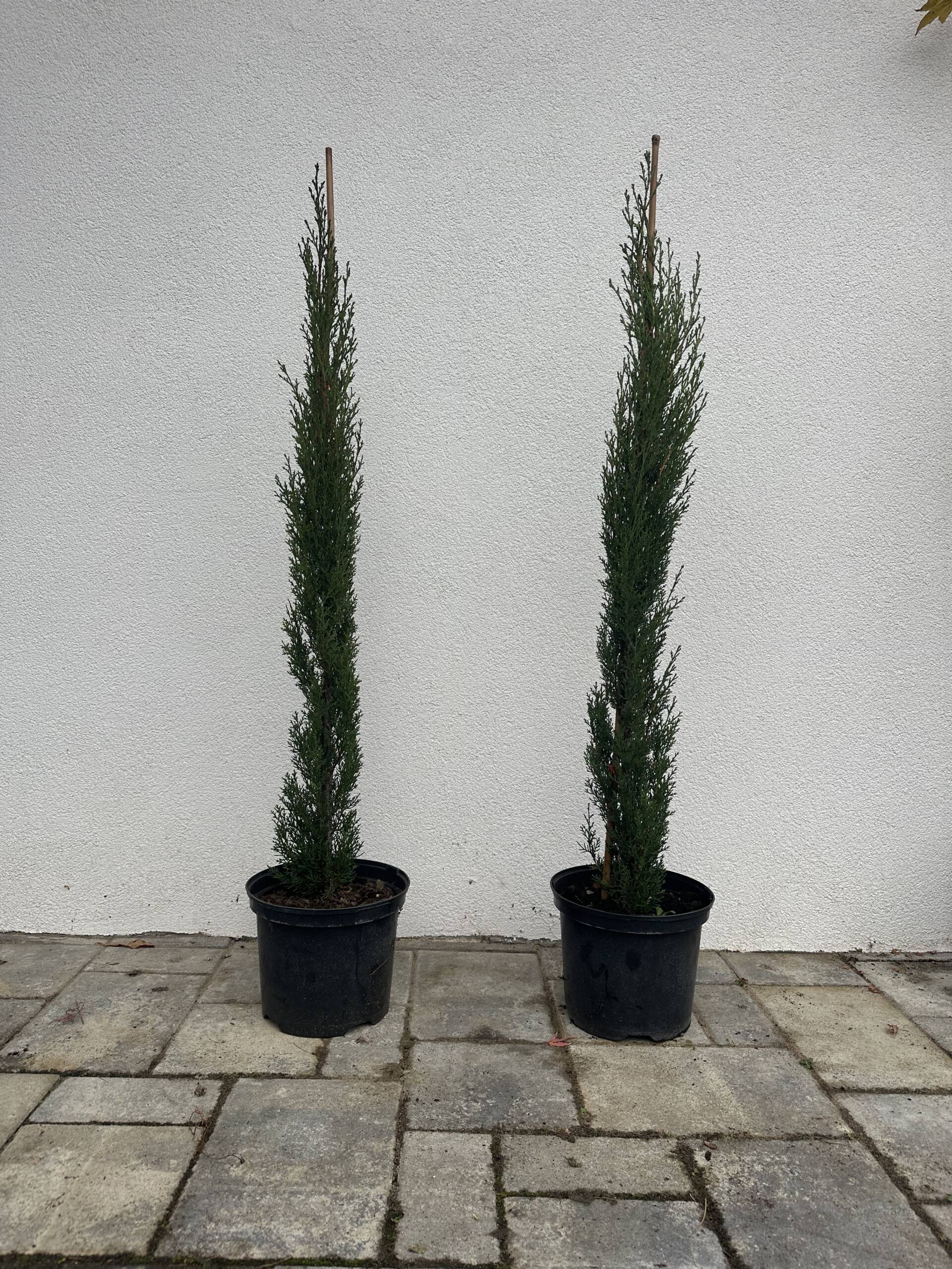 Európai ciprus - Cupressus sempervirens 'Totem'