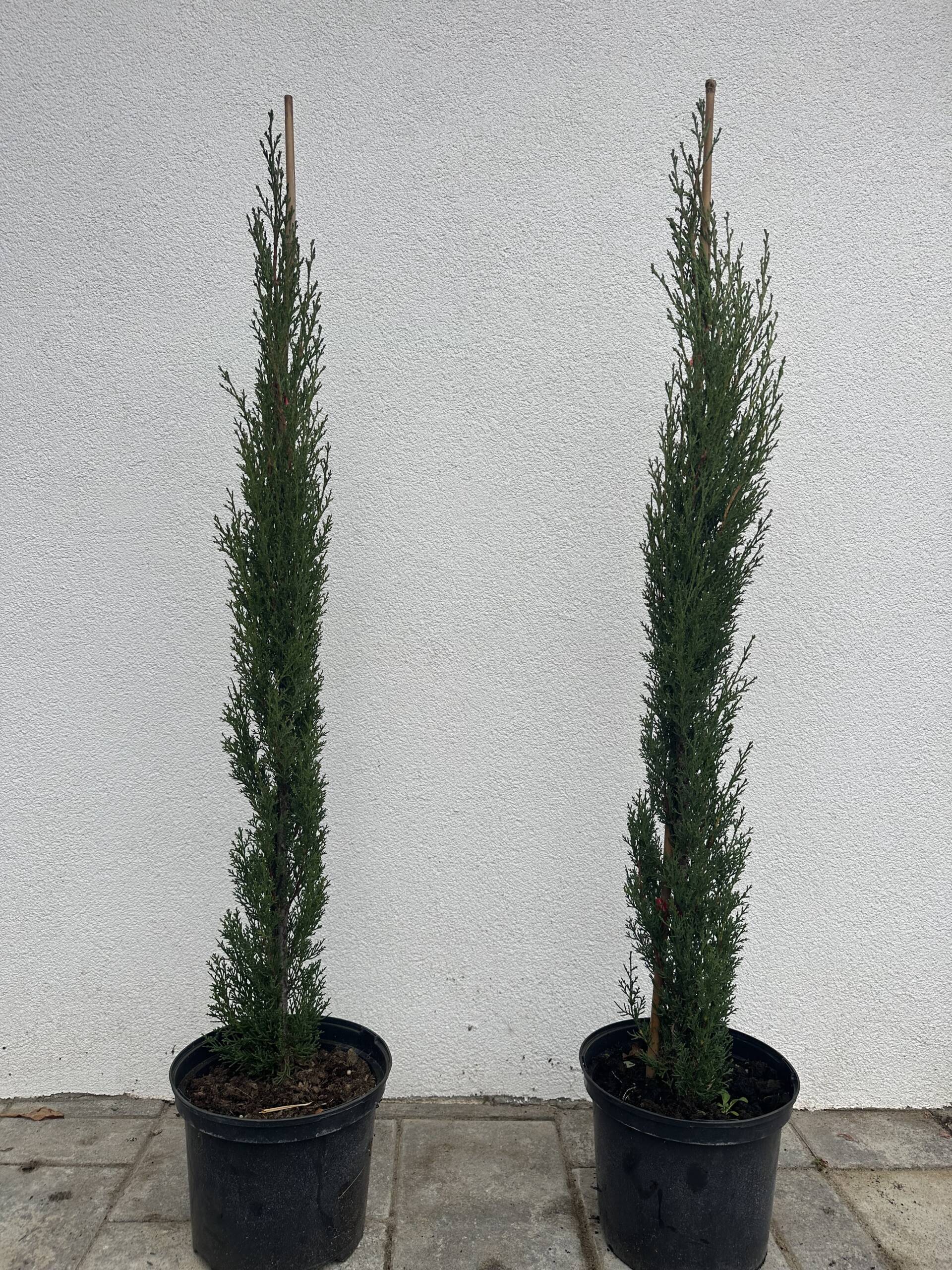 Európai ciprus - Cupressus sempervirens 'Totem' - Image 3