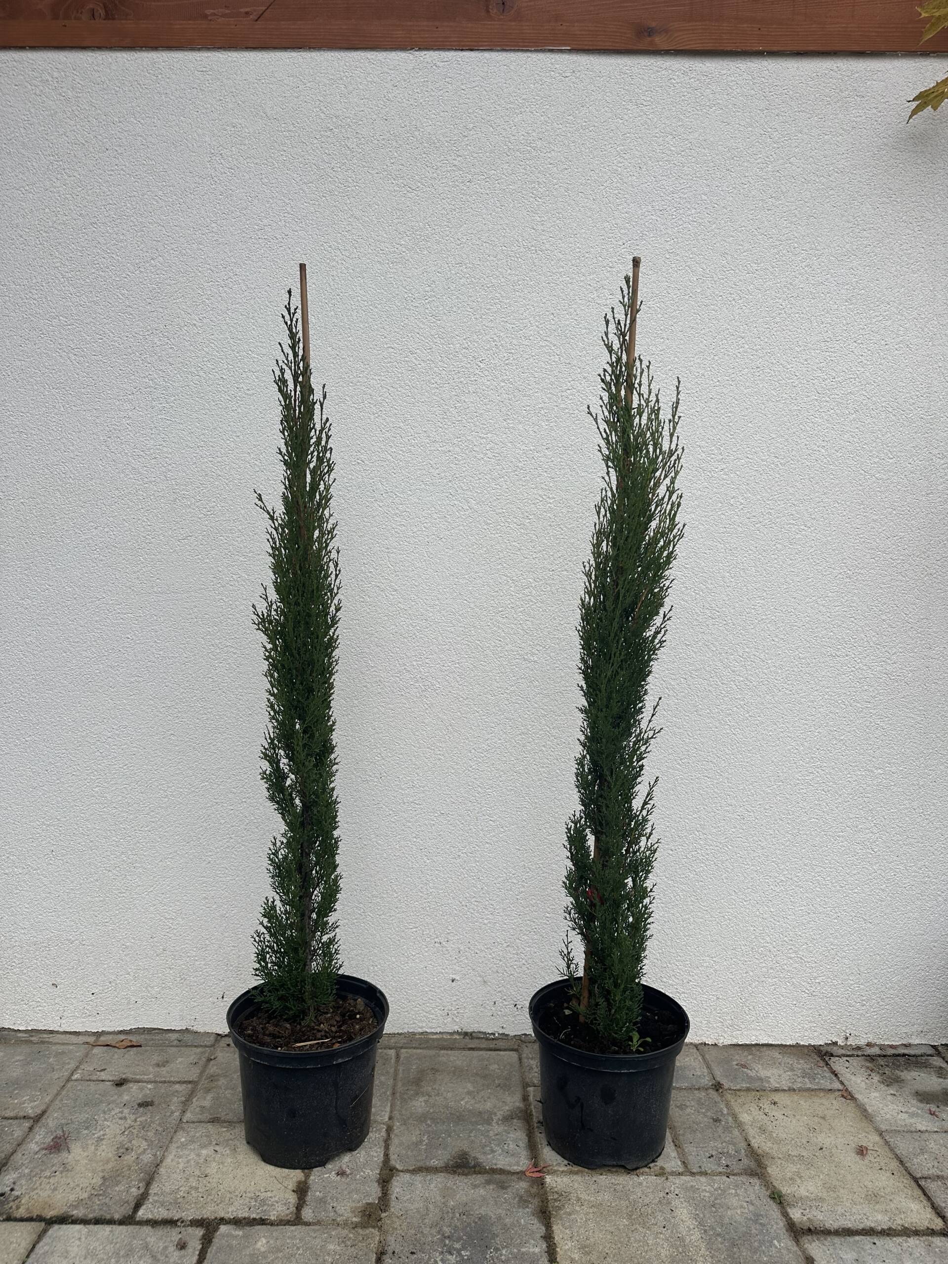 Európai ciprus - Cupressus sempervirens 'Totem' - Image 2