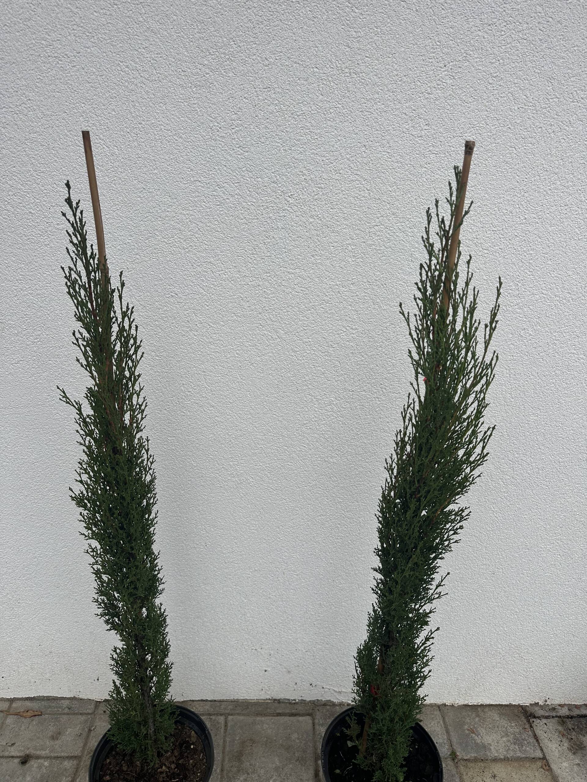 Európai ciprus - Cupressus sempervirens 'Totem' - Image 4