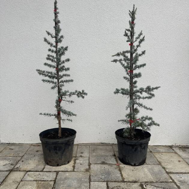 Kék libanoni cédrus- Cedrus libani 'glauca'